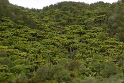 Cyathea medullaris. Plants growing abundantly on a disturbed hillside.
 Image: L.R. Perrie © Leon Perrie 2013 CC BY-NC 3.0 NZ